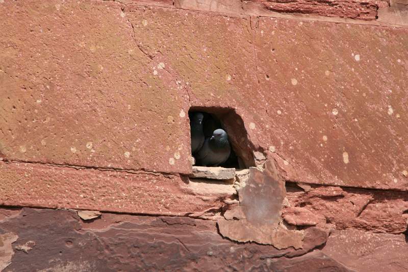 India & Nepal 2011 - 1231